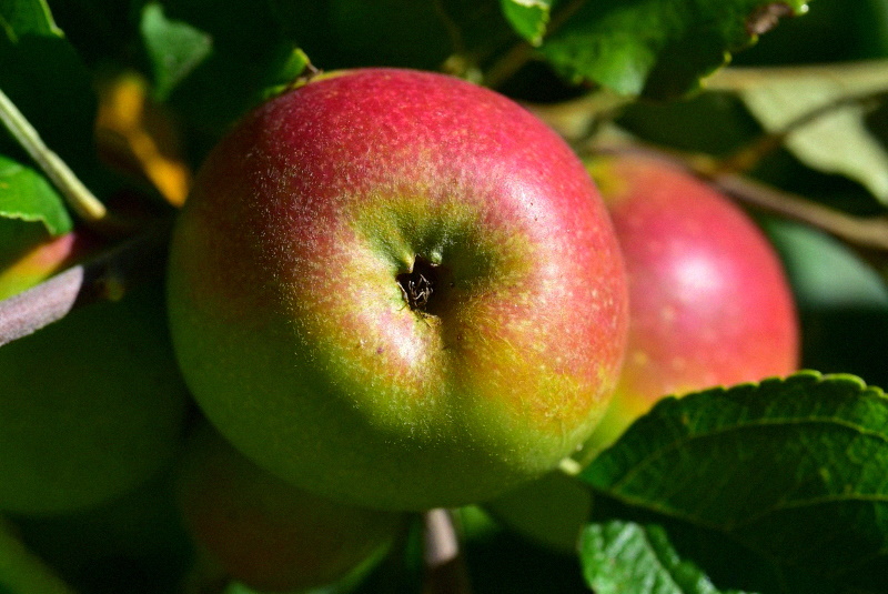 Как правильно выбрать сорт яблони для выращивания?
