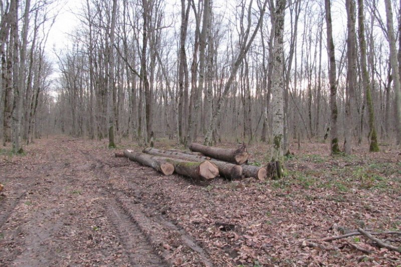 В Белореченском районе расследуется уголовное дело о незаконной рубке леса.